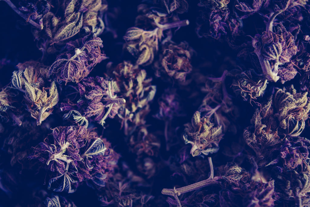 2019 Skincare Ingredient Trends: Is Cannabis Worth the Hype?